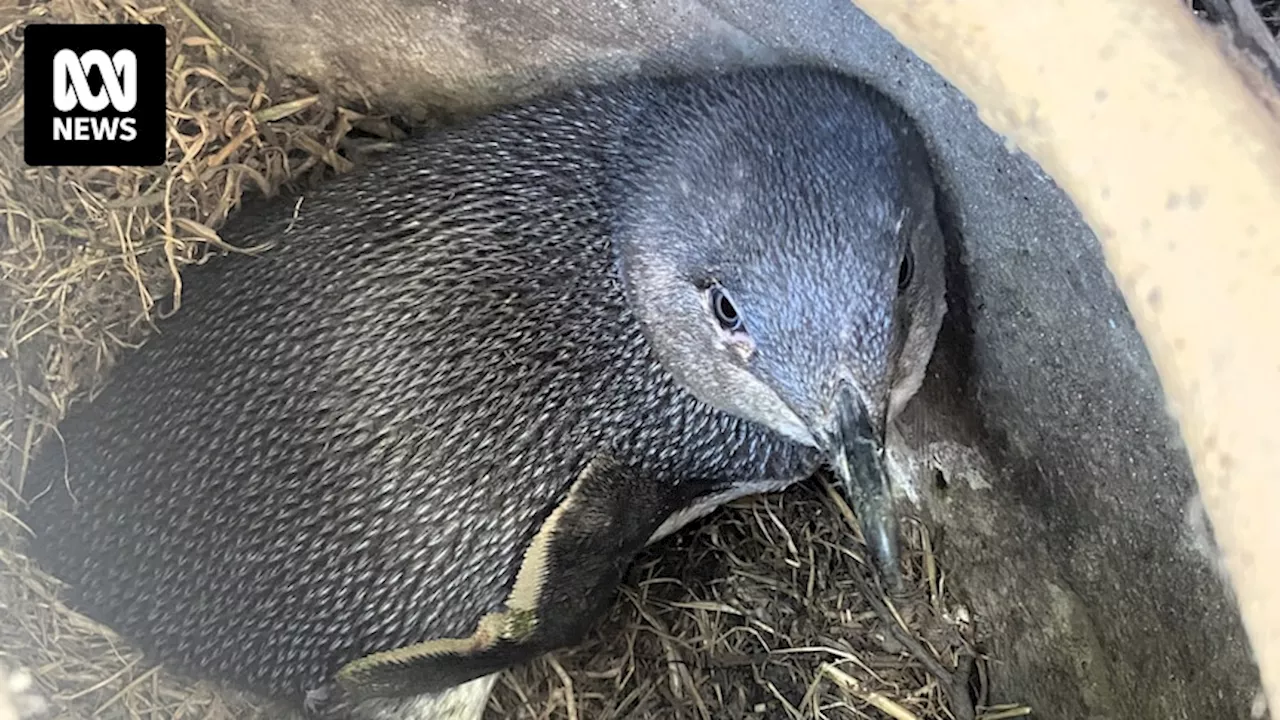 Kangaroo Island's little penguin numbers have fallen by more than 70pc since 2011, survey shows