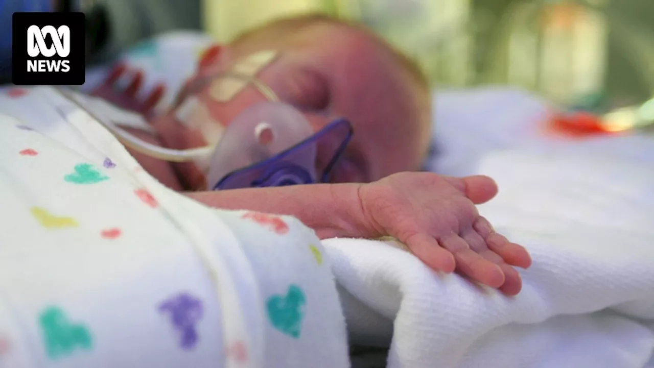 Sydney University study finds high concentration of oxygen could boost premature baby survival rate