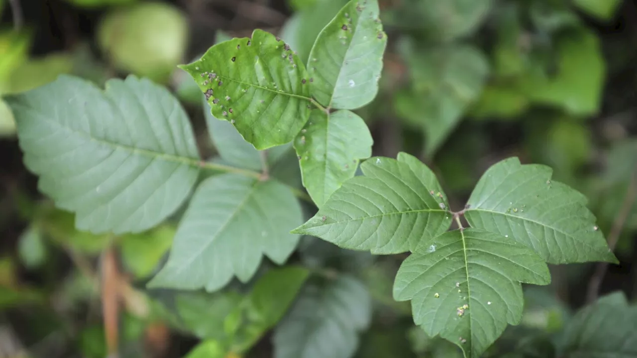 Getting rid of poison ivy is a serious matter. What you should and shouldn't do