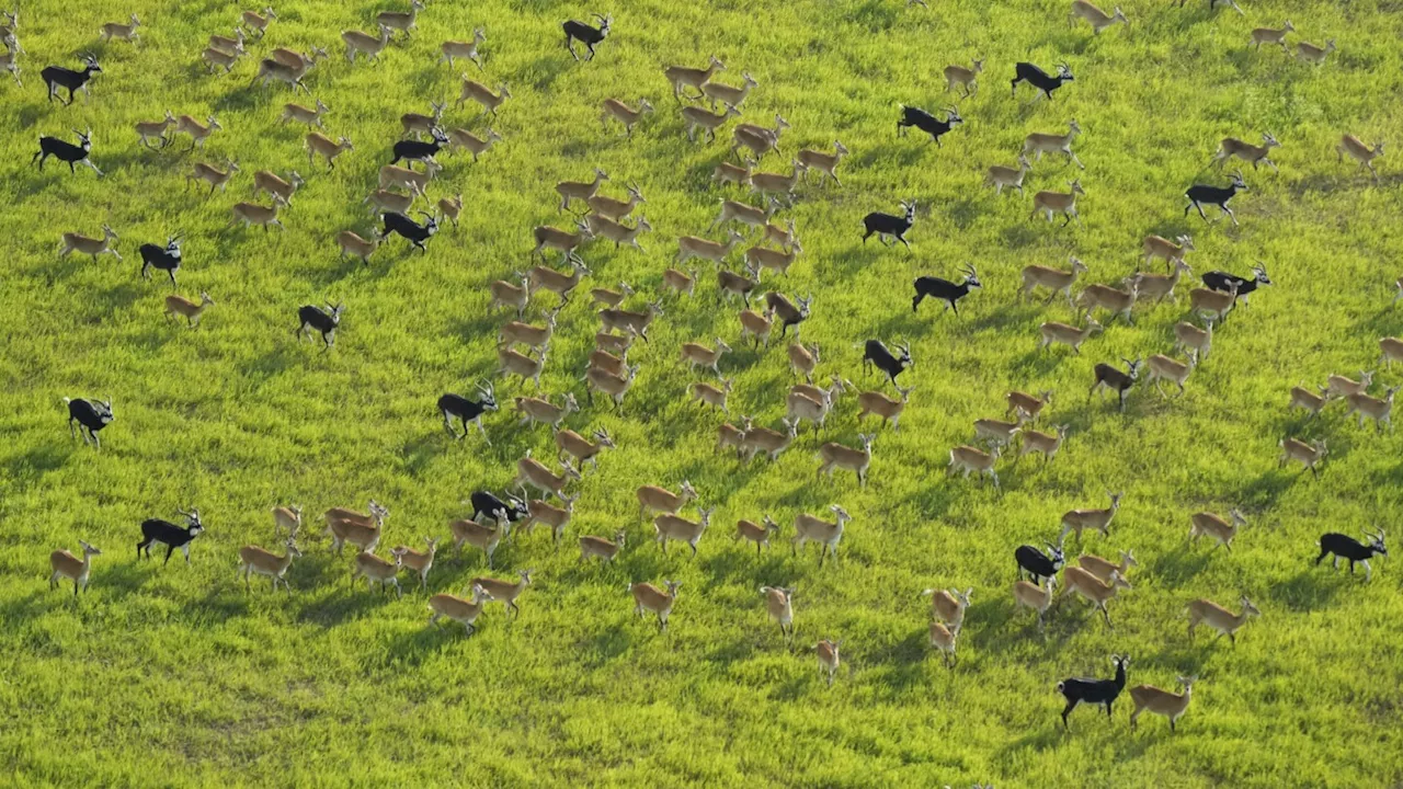 South Sudan says its 6M antelope make up world’s largest land mammal migration, but poaching on rise