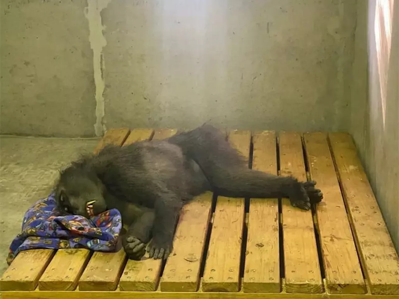 Watch: University of Pretoria vets rescue baboon from court construction site