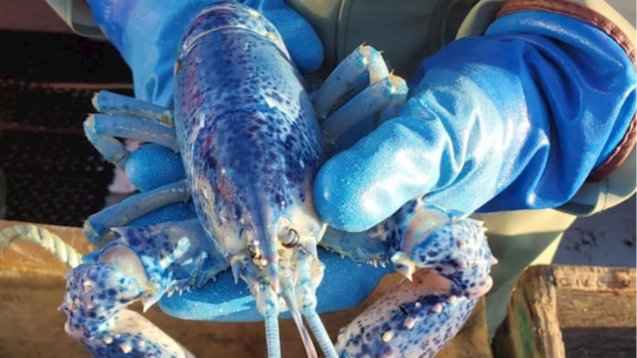 'Too rare for us to keep:' Cobalt blue lobster found off Nova Scotia