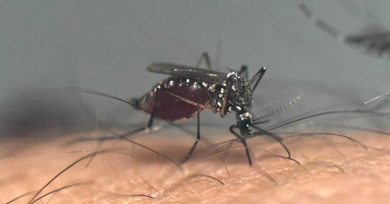 Dengue Fever: U.S. officials warn doctors about dengue as worldwide ...