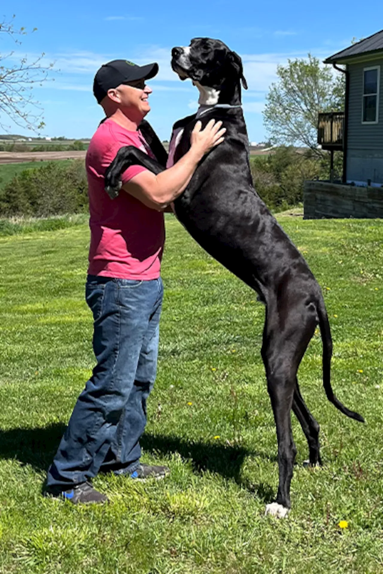 World’s tallest male dog dies after setting Guinness record: ‘The best giant boy’