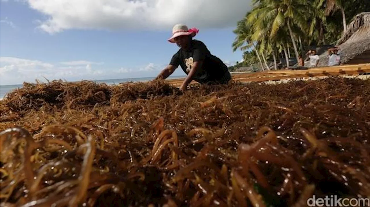 Begini Dahsyatnya Rumput Kalau Diolah, RI Bisa Cuan Rp 194 Triliun