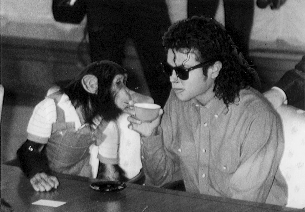 Chimpanzé de Michael Jackson vive velhice confortável em santuário no Texas