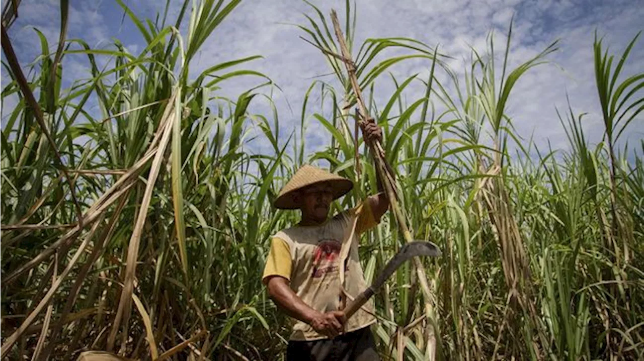 Blak-blakan PTPN soal Food Estate Tebu di Merauke