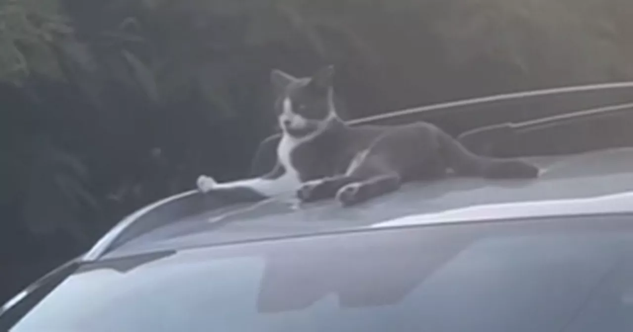 Man calls neighbour 'cat pervert' for stroking pet in wild feud caught on camera