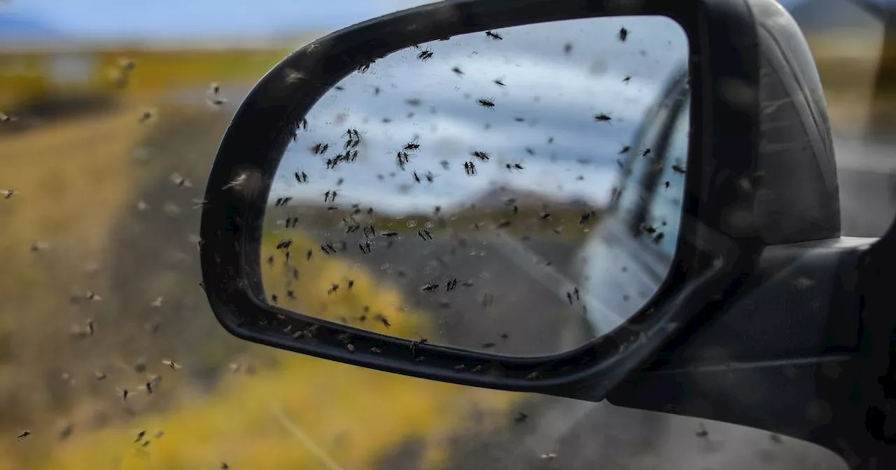 Scotland 'midge map' forecast shows insect hotspots ahead of July peak