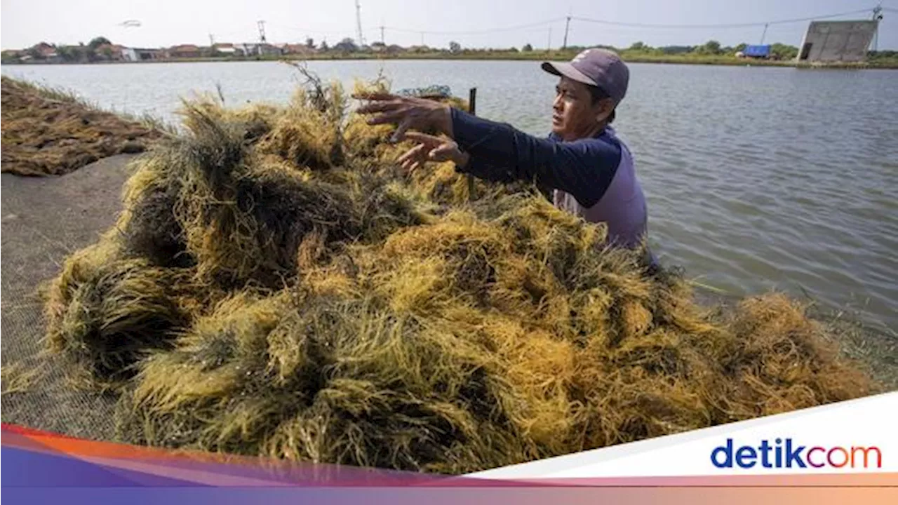 Potensi Industri Produk Turunan Rumput Laut RI Tembus Rp 192 Triliun