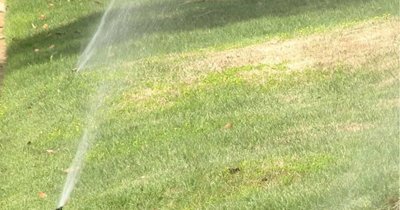 Summer lawn care 101: Water your lawn at the right time