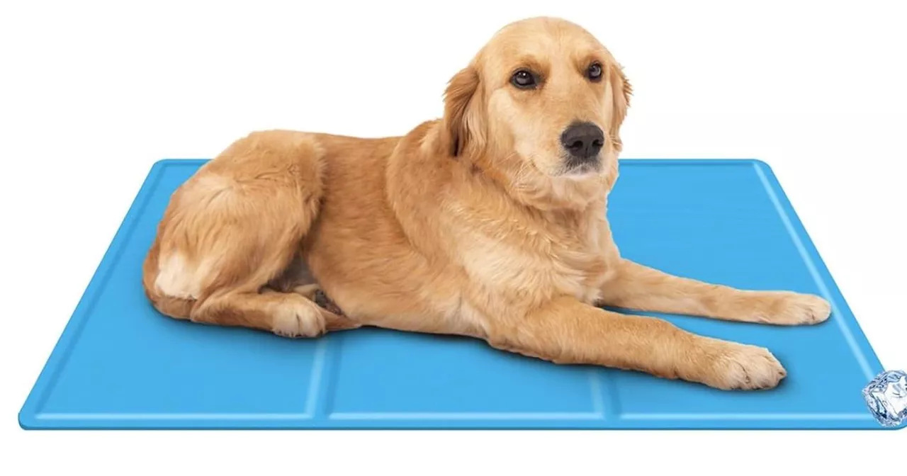 £8.49 Amazon dog cooling mat is a 'game changer'