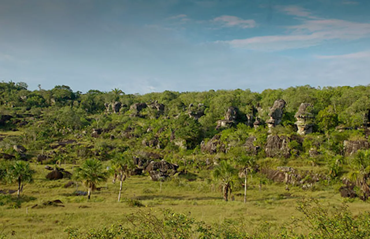 Restauran los bosques de galería y sabanas naturales en Guaviare