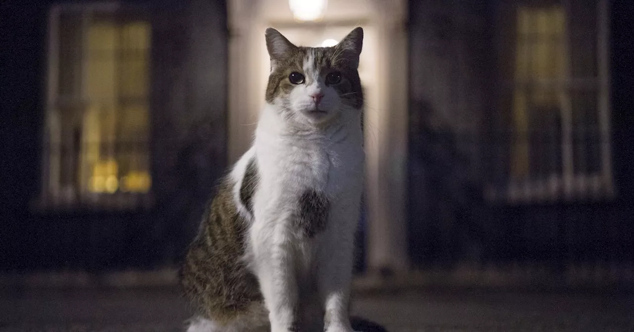 Kater Larry beherrscht Downing Street länger als jeder britische Premierminister