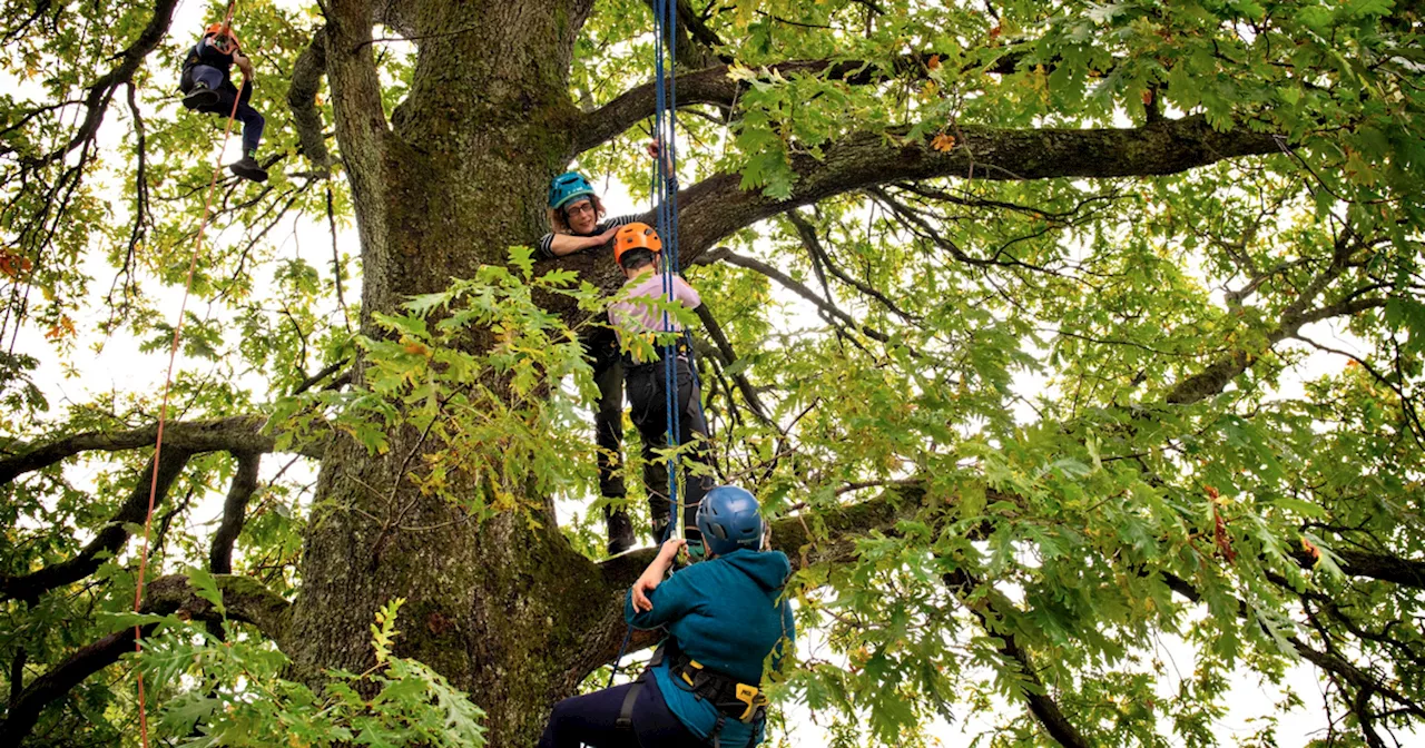 Glasgow family-friendly event teaching tree-climbing coming to Queens Park