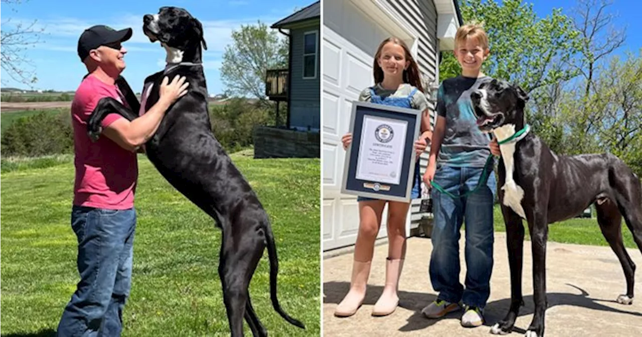 Kevin, the world’s tallest dog, dies weeks after claiming Guinness title