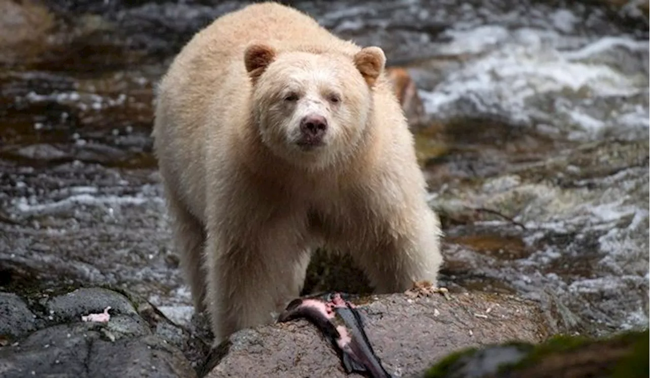 Environment: Marine Ecosystems Off B.c.’s Great Bear Coast Get $335m 