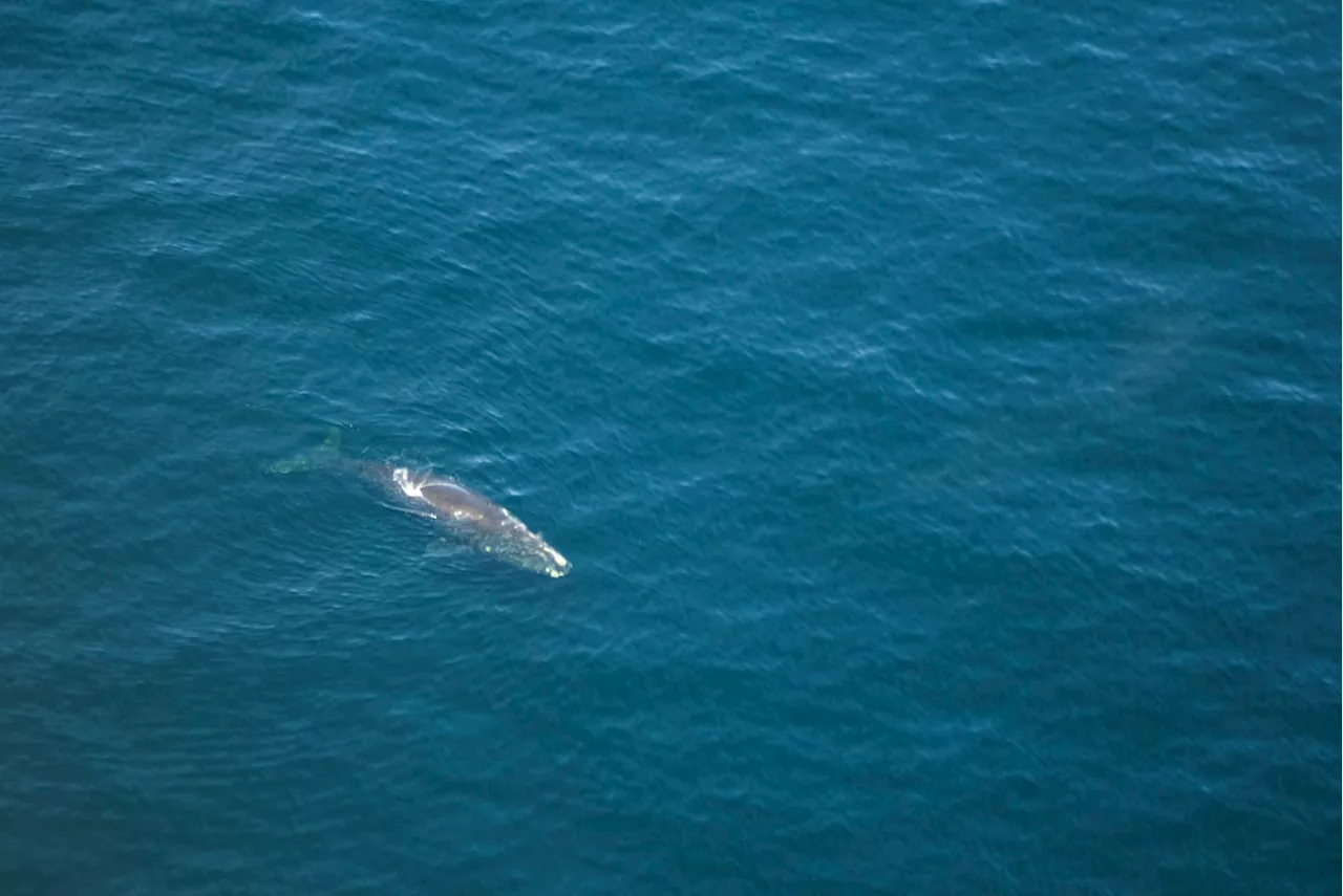 Entangled right whale calf spotted in Gulf of St. Lawrence, DFO says