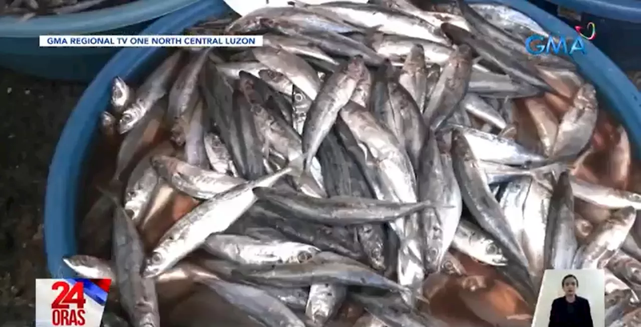 SINAG questions price increase of galunggong, other fish