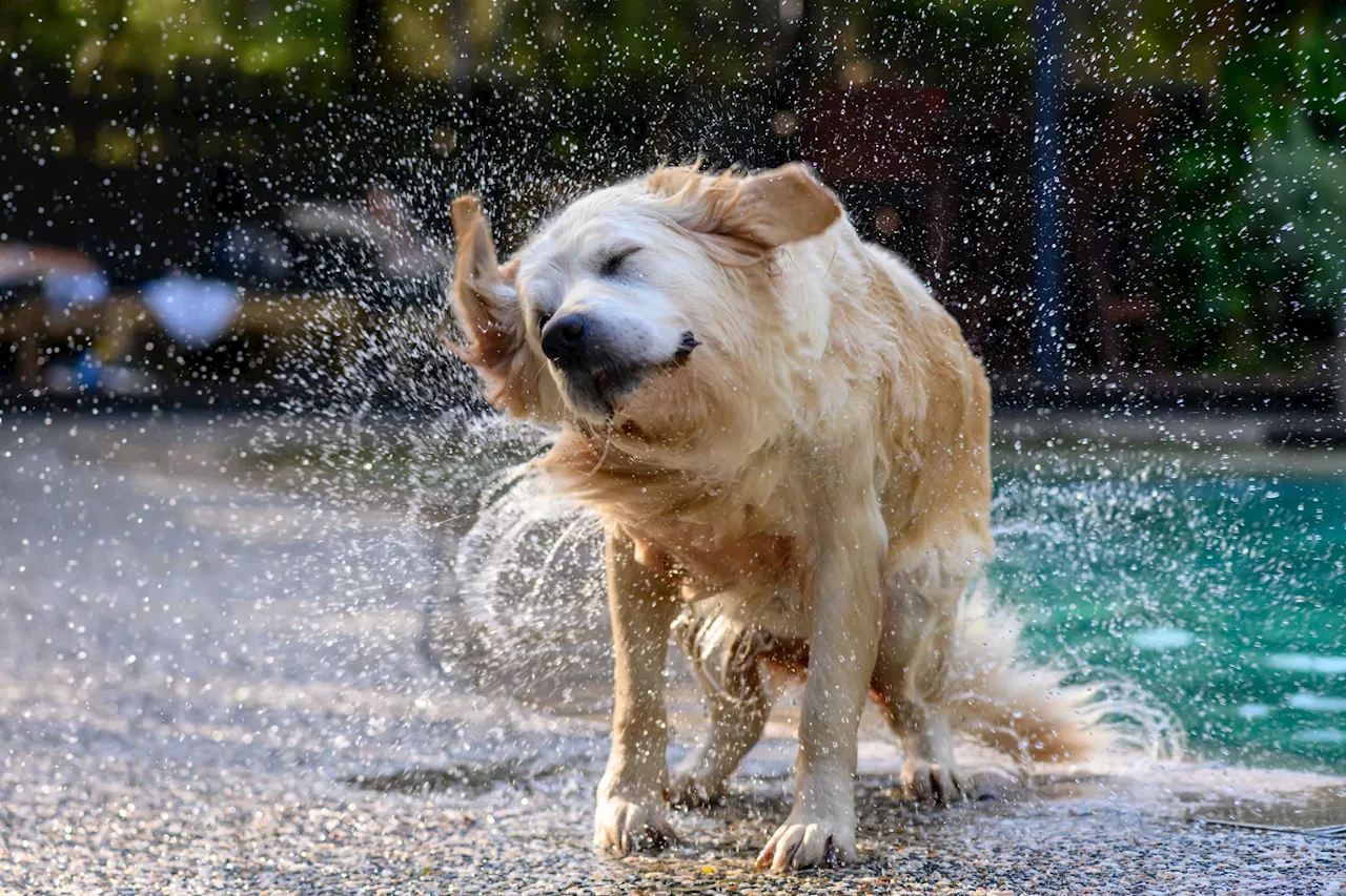 Abkühlung für Hunde: Tipps für heiße Sommertage