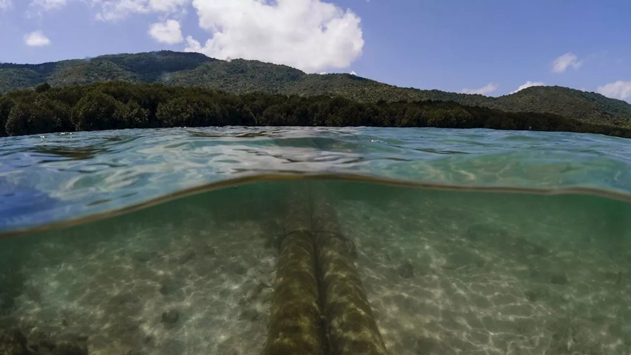 Perkara Pencemaran Tambak Udang Karimunjawa Disidangkan