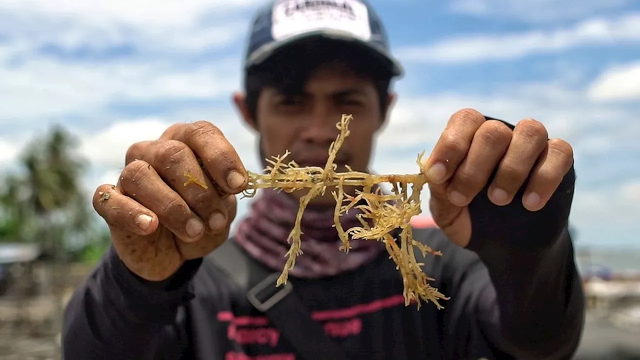 Perluas Hilirisasi Rumput Laut untuk Industri Nonmakanan