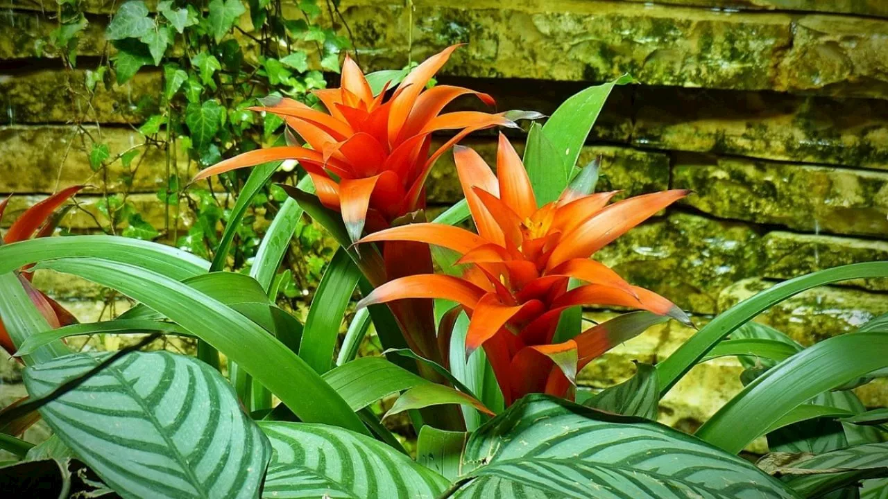 Conoce todo sobre las bromelias, las bellas flores que crecen mejor en días lluviosos