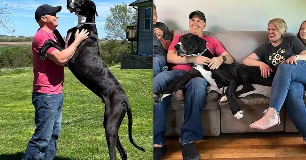 World's Tallest Male Dog And 'Best Giant Boy' Dies Just Days After Setting Record