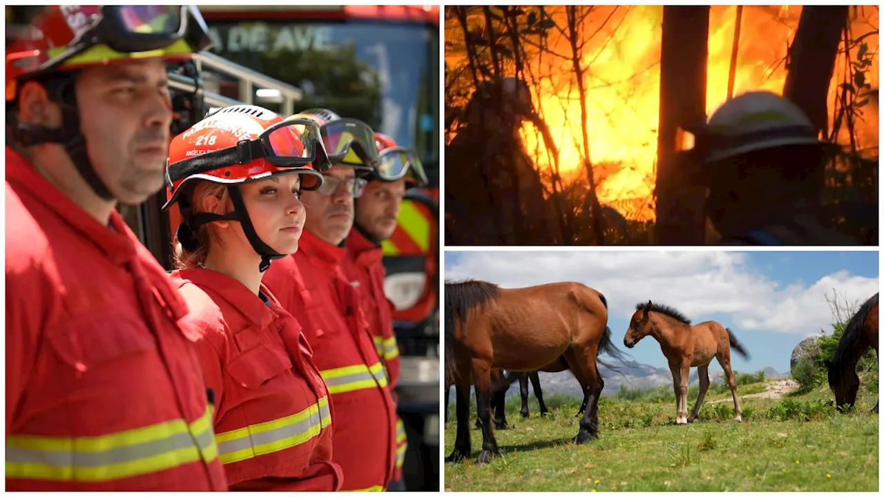 Inside Portugal's groundbreaking wildfire prevention strategy