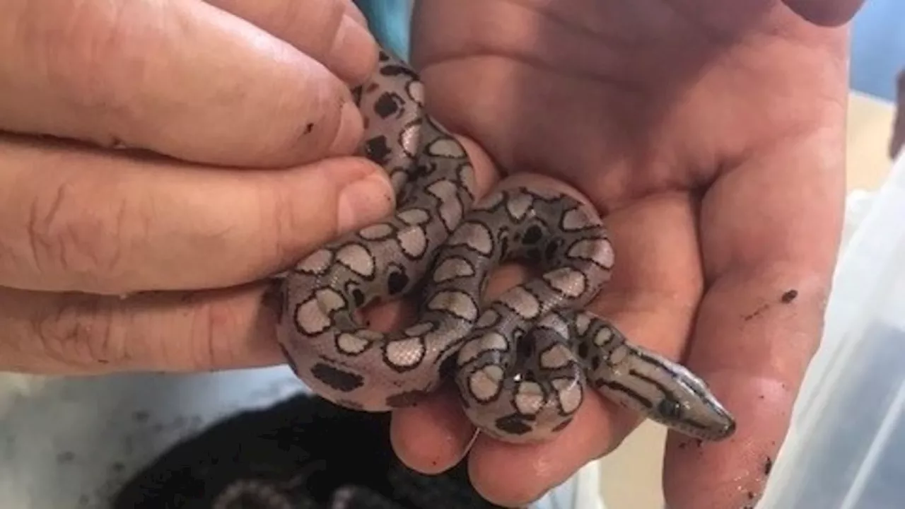 'Ronaldo' the snake has 14 babies after rare ‘virgin birth’ in Portsmouth