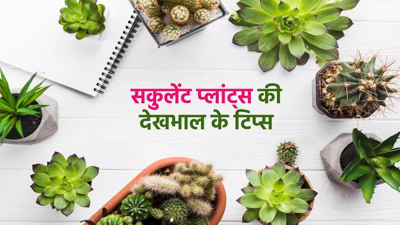 इंडोर हो या आउटडोर गर्मियों में Succulent Plants की इन तरीकों से करें देखभाल, नहीं होंगे खराब