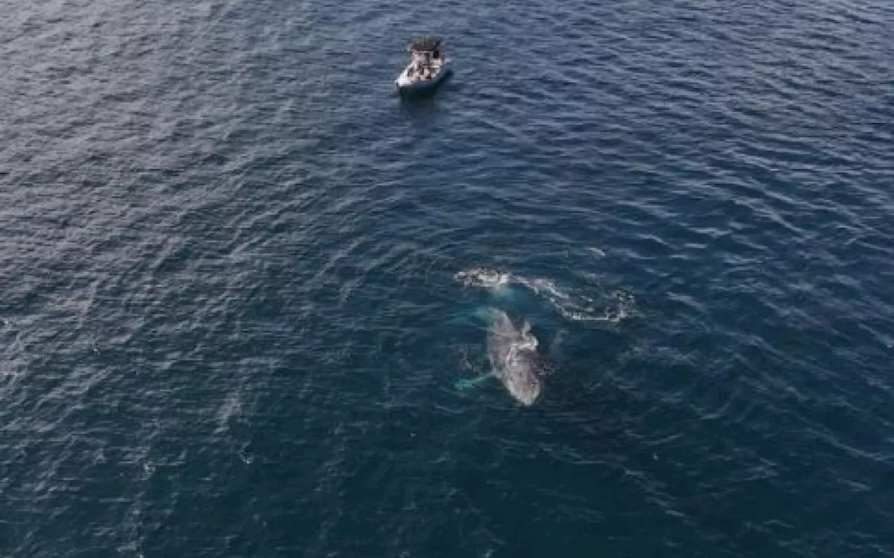 Jubarte se ‘enrosca’ em cabo de âncora em Arraial e arrasta embarcação