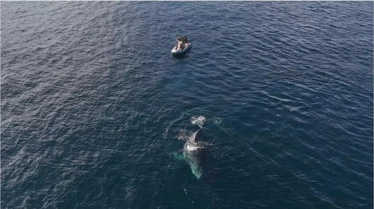 Vídeo: baleia jubarte 'reboca' barco em praia de Arraial do Cabo, no RJ