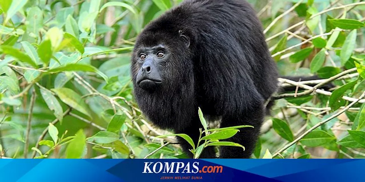 234 Monyet Howler di Meksiko Mati akibat Gelombang Panas