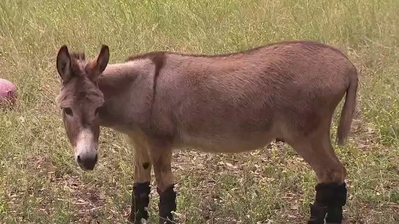 Donations flood in to help model donkey behind 'Donkey' in Shrek movie