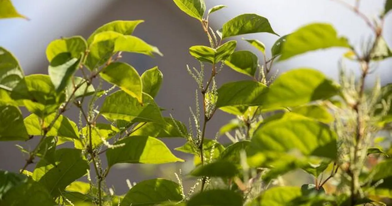 Gardeners fined £2,500 for failing to kill three types of weeds