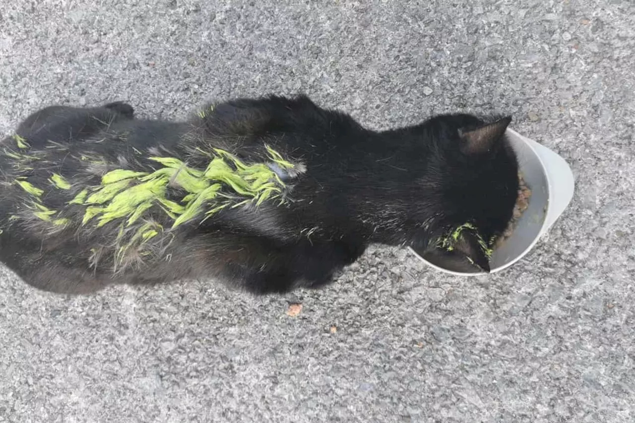 Cat sprayed with green paint in Lancashire prompting appeal to trace potential owner