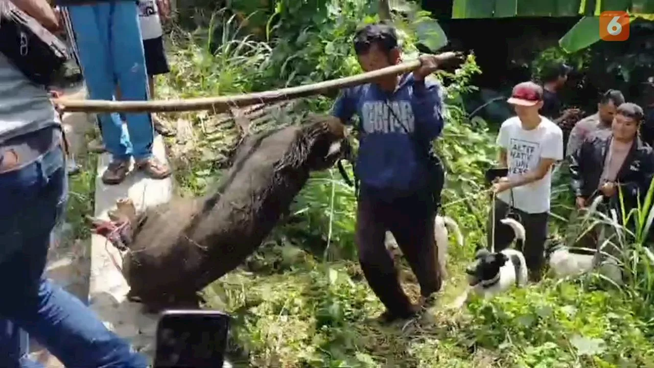 Bikin Resah, Babi Hutan Masuk Permukiman di Sukabumi Diburu Puluhan Warga