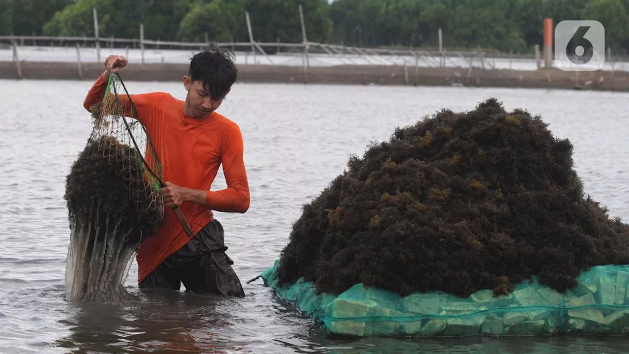 Kemenperin Bakal Kasih Industri Pengolahan Rumput Laut Mesin Baru