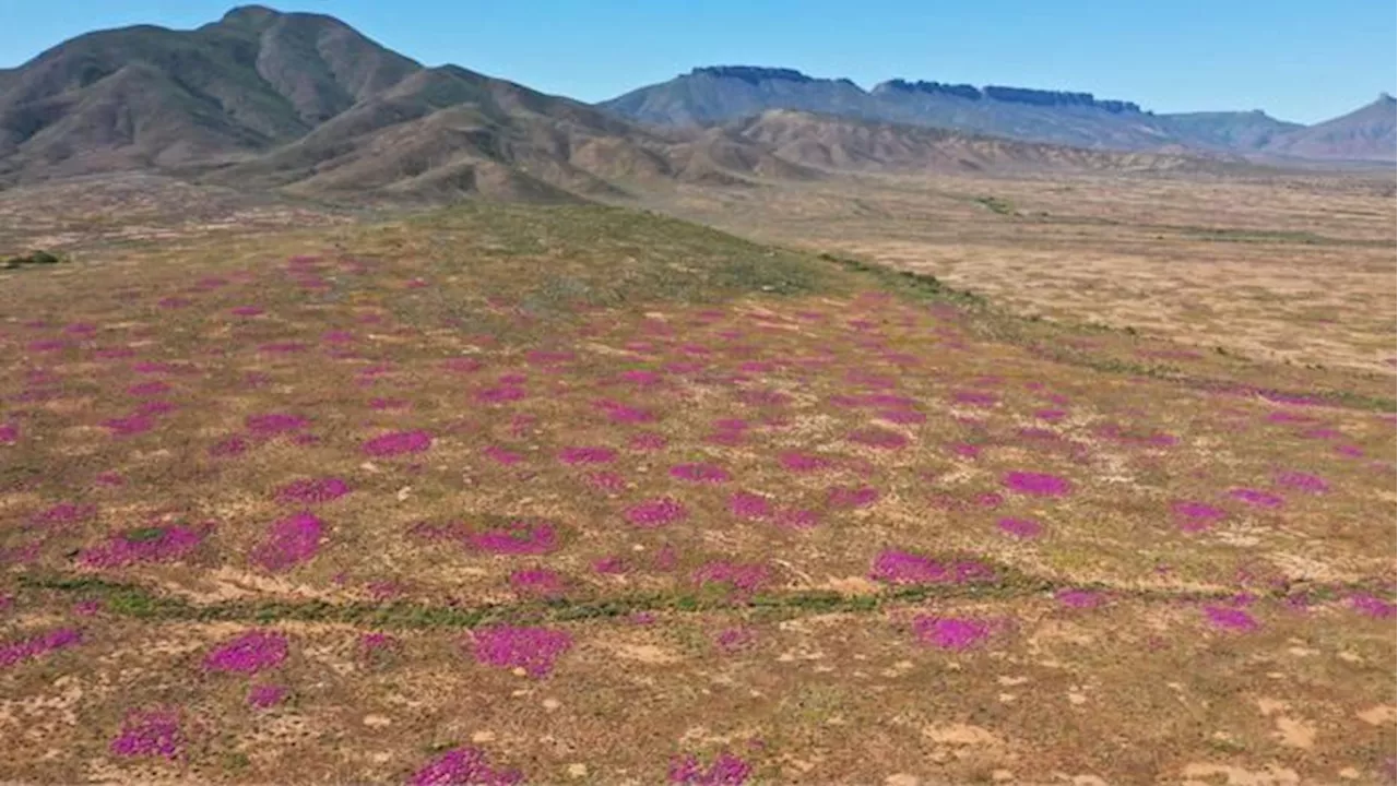 Scientists discovered the oldest termite mounds on Earth — and they're 34,000 years old