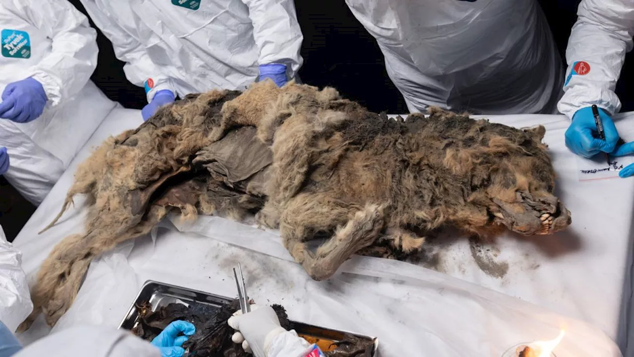 Stunning photos show 44,000-year-old mummified wolf discovered in Siberian permafrost