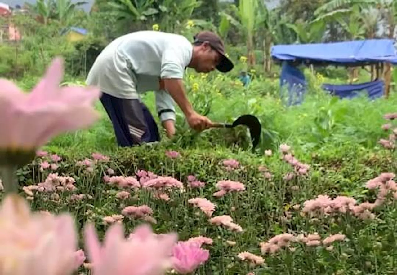 Berkolaborasi untuk Kebangkitan Semangat Petani Krisan Cianjur