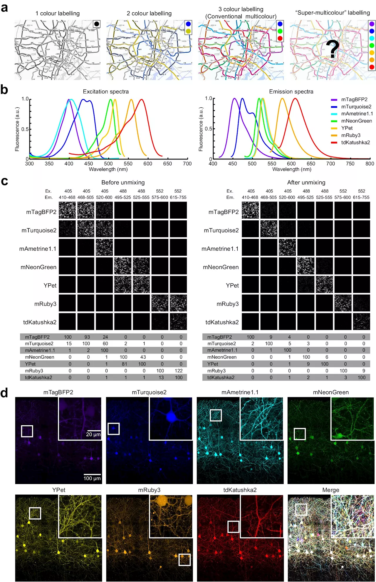 Charting super-colorful brain wiring using an AI's super-human eye