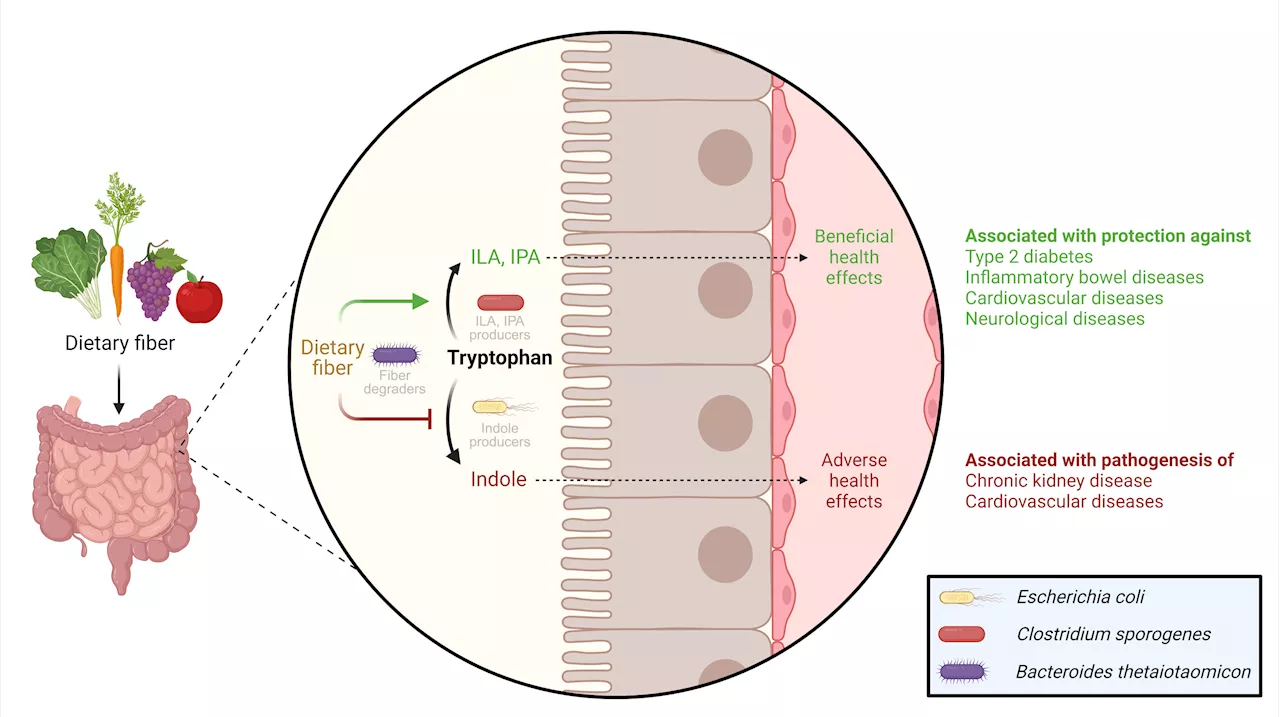 Dietary fiber found to regulate gut bacteria's use of tryptophan, impacting health