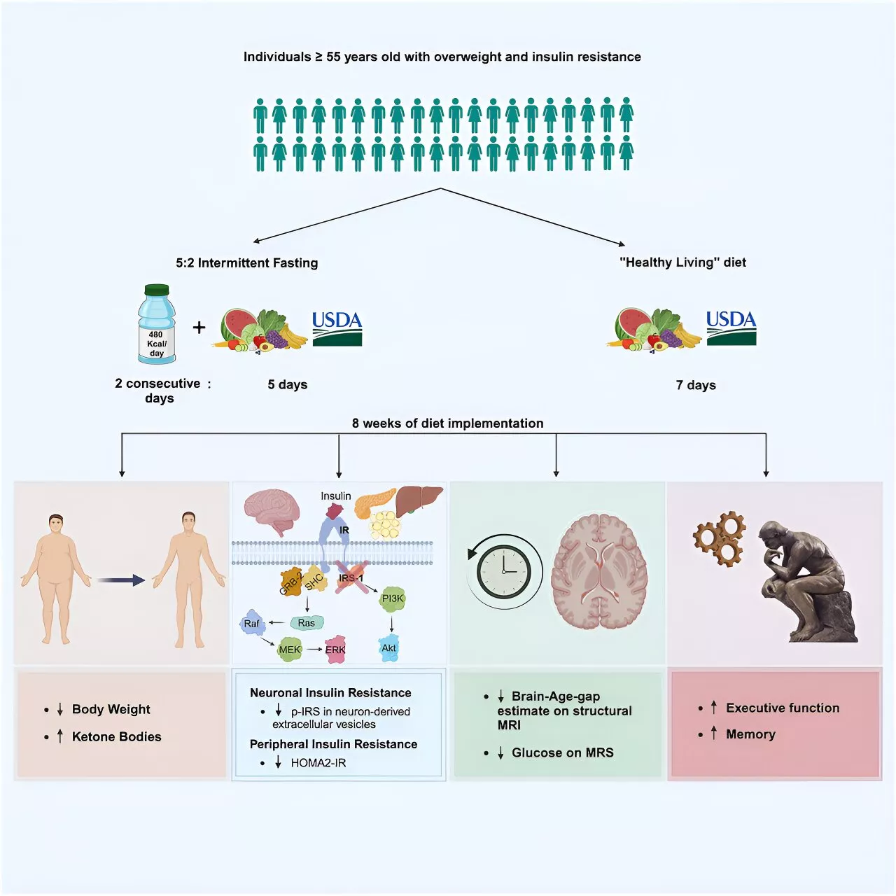 Pilot study provides 'blueprint' for evaluating diet's effect on brain health