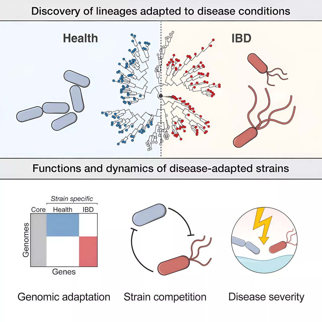 Research identifies gut bacterial strains linked to inflammatory bowel disease