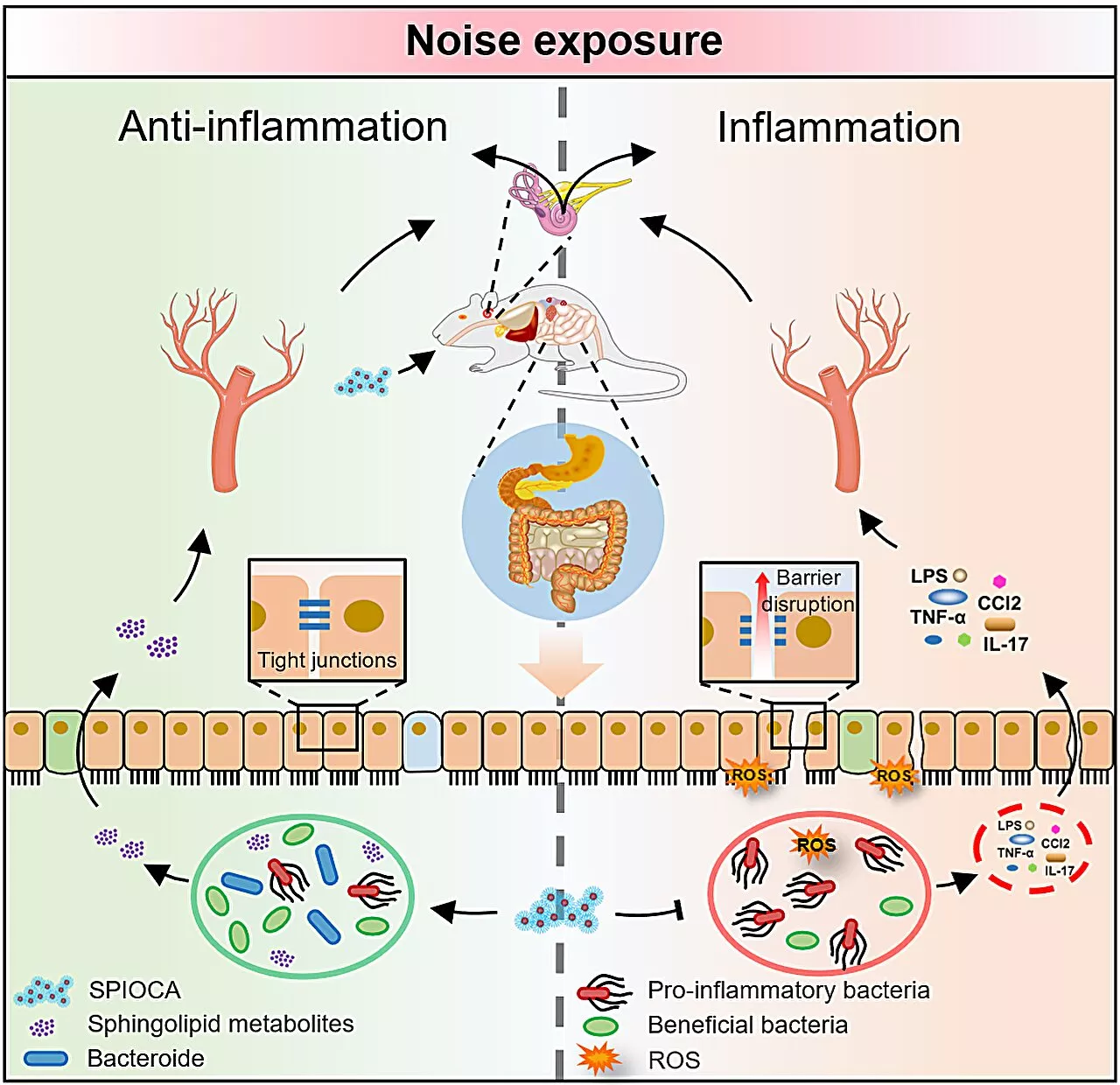 Superparamagnetic iron oxide nanoparticle regulates microbiota–gut–inner ear axis for hearing protection