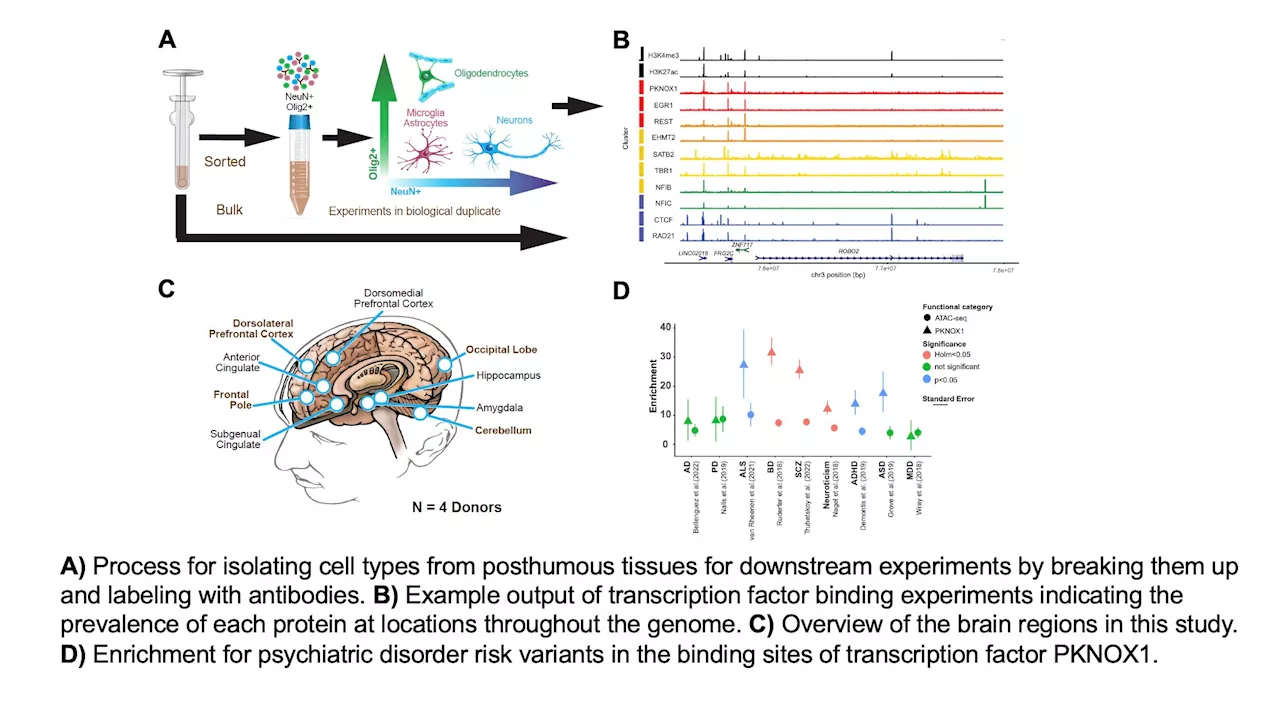 The largest repository of transcription factor binding data in human tissues compiled to date