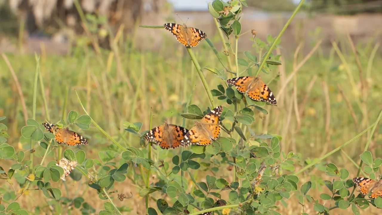 Painted lady butterfly takes one of longest insect journeys ever recorded