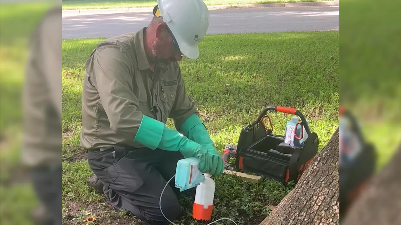 Emerald ash borer found in Fort Worth Botanic Garden, threatened trees treated